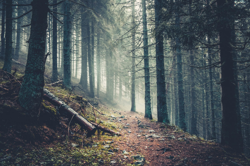 Waldweg mit Nebel und schummerigem Licht